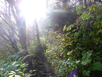 Sun in the trees